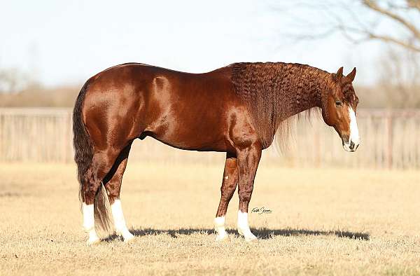 all-aspects-broodmare