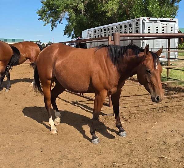be-aches-enterprise-quarter-horse