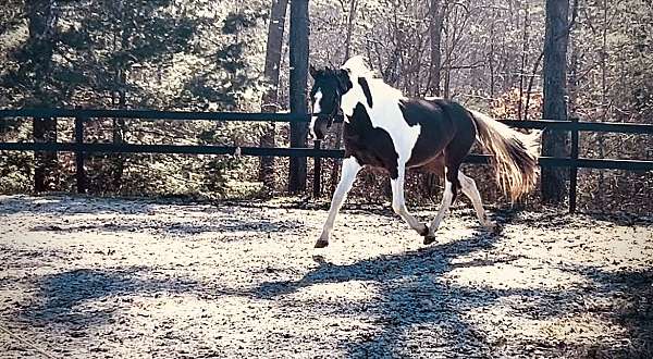 pinto-blaze-four-white-legs-horse