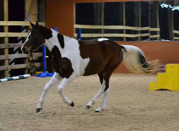 beautiful-oldenburg-horse