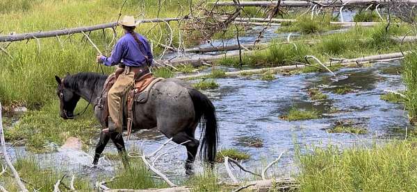 blue-roan-star-branded-right-thigh-pony