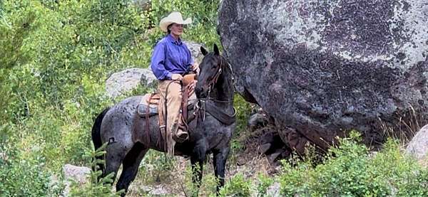 blue-roan-pony-quarter