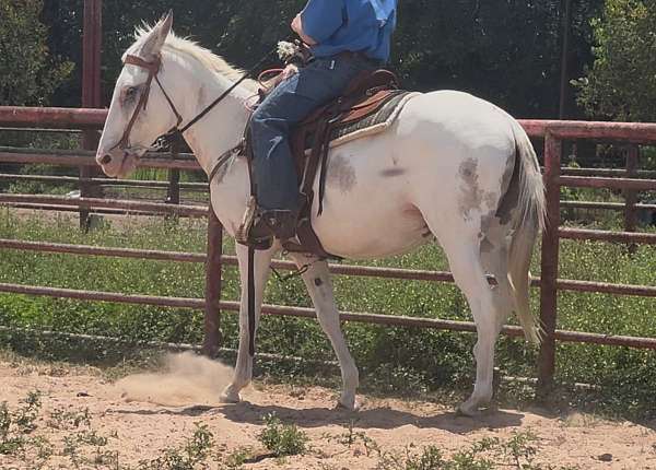 roan-pack-trail-horse