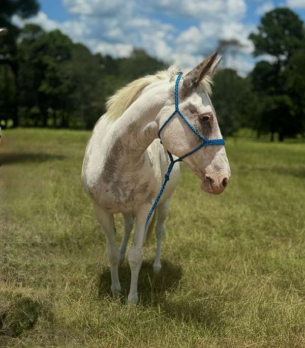 trail-mule