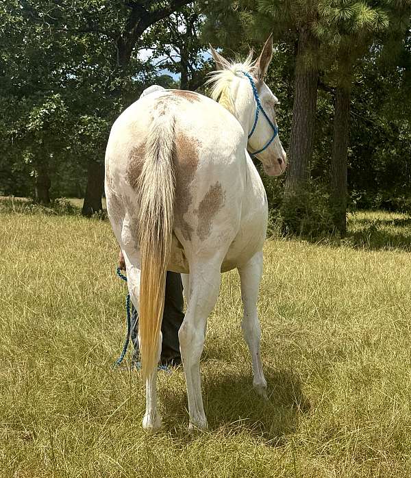 therapy-mule
