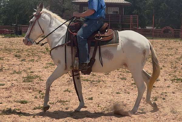 roan-spotted-horses-for-sale