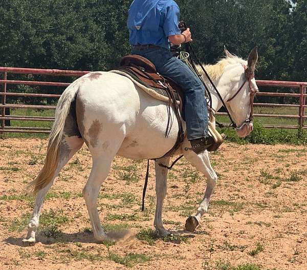 parade-mule