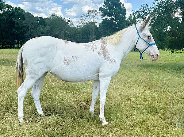 trail-riding-mule