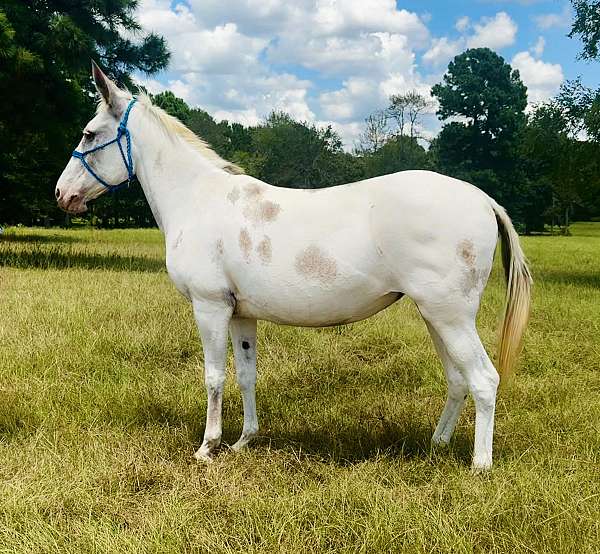 trained-mule