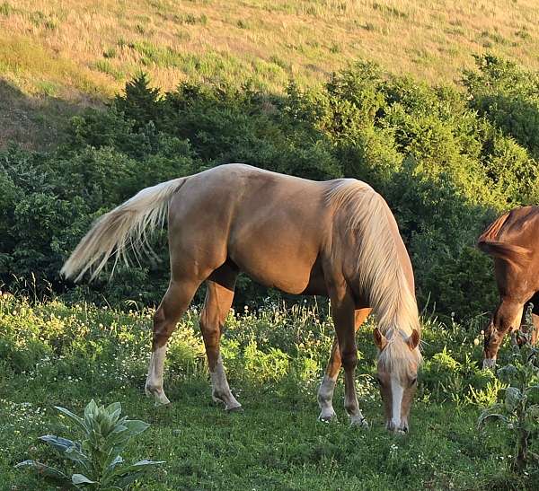 palomino-blaze-3-white-stockings-horse