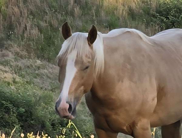 palomino-aqha-gelding-stallion
