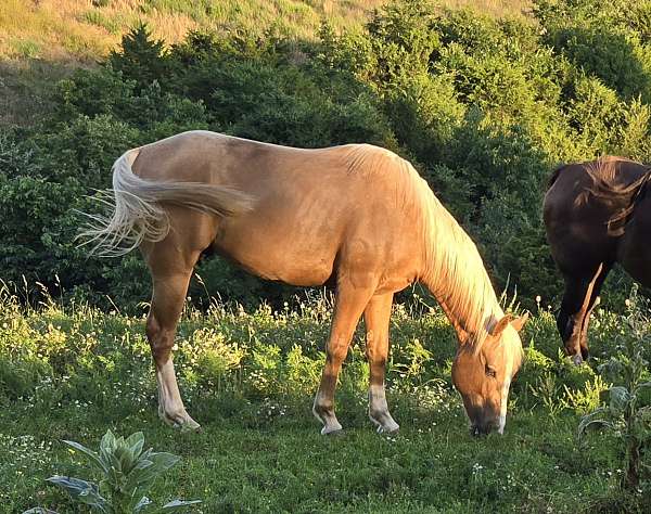 aqha-palomino-gelding-stallion
