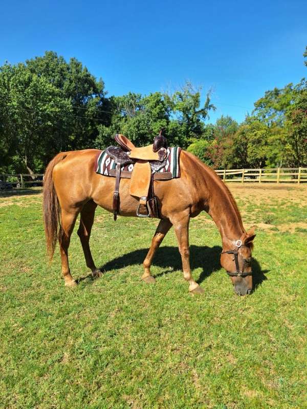 trail-riding-western-pleasure-quarter-horse