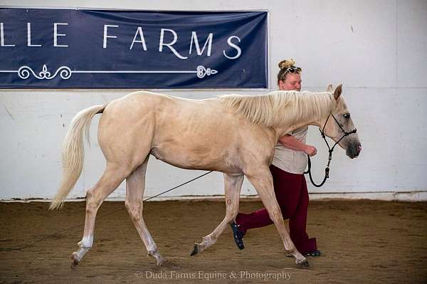 buckskin-palomino-quarter-horse-gelding-yearling