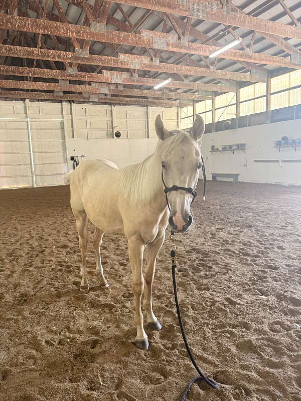 palomino-palomino-quarter-horse-gelding-yearling