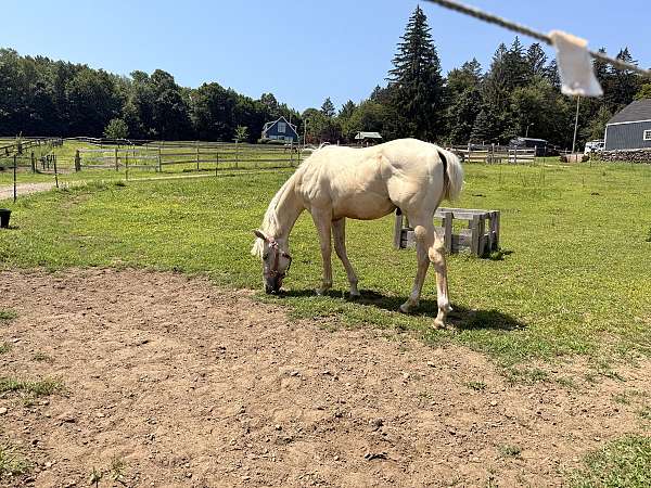 dun-palomino-quarter-horse-gelding-yearling