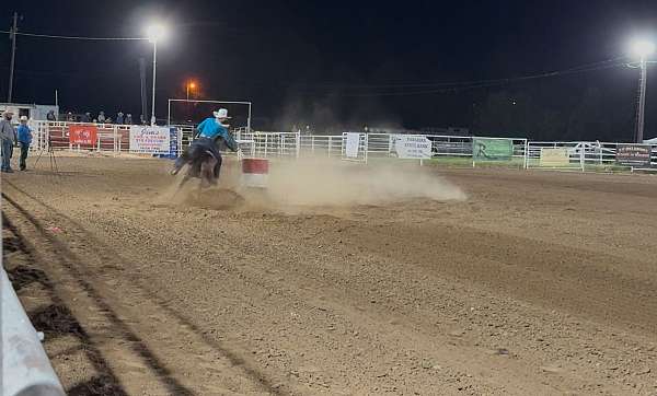 bay-arabian-gelding