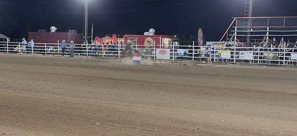 bay-athletic-horse
