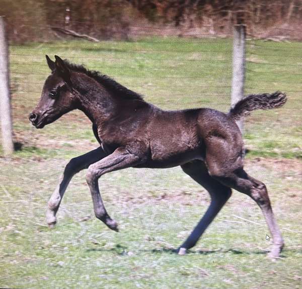 black-arabian-filly