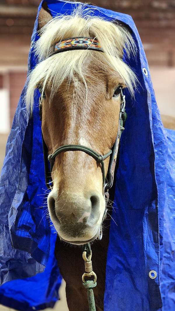 slight-star-snip-horse
