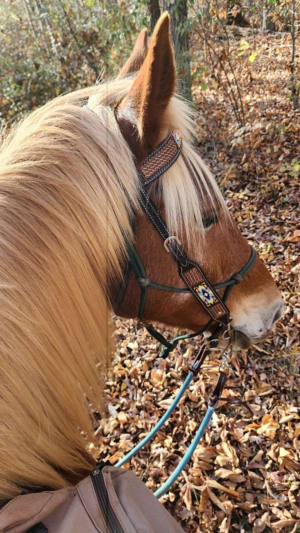 chestnut-slight-star-snip-horse