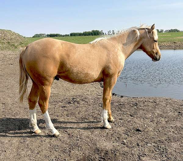 gelding-quarter-horse