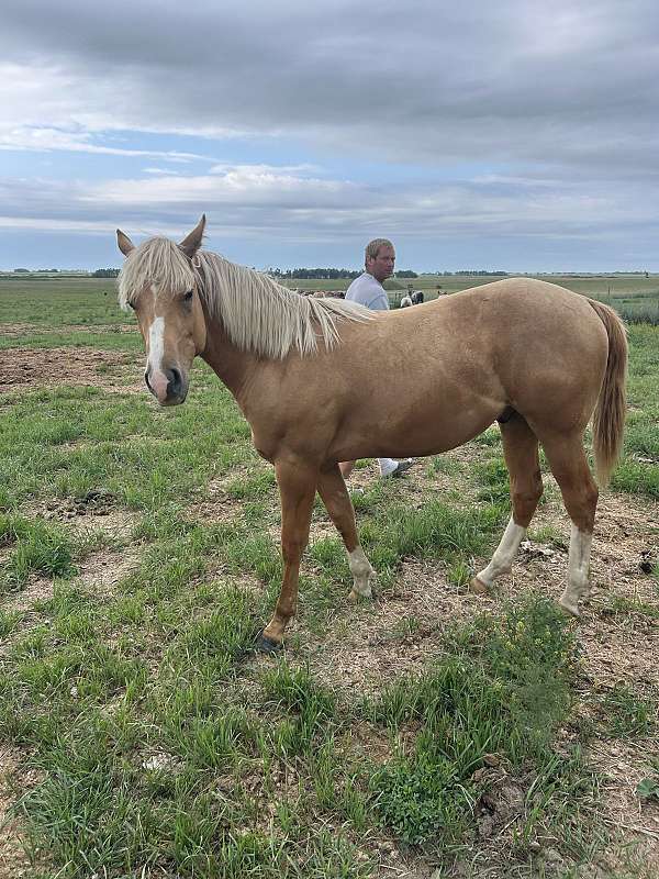yearling-quarter-horse