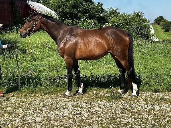 westfalen-jumper-westphalian-horse