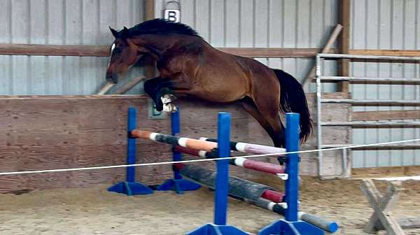 westfalen-jumper-horse
