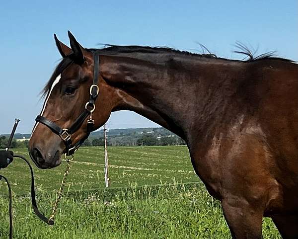 westfalen-jumper-filly