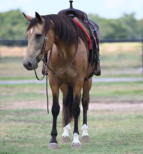 catalano-horse
