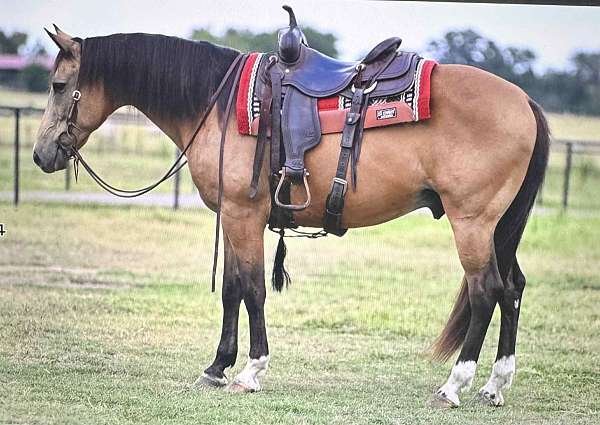 catalano-quarter-horse