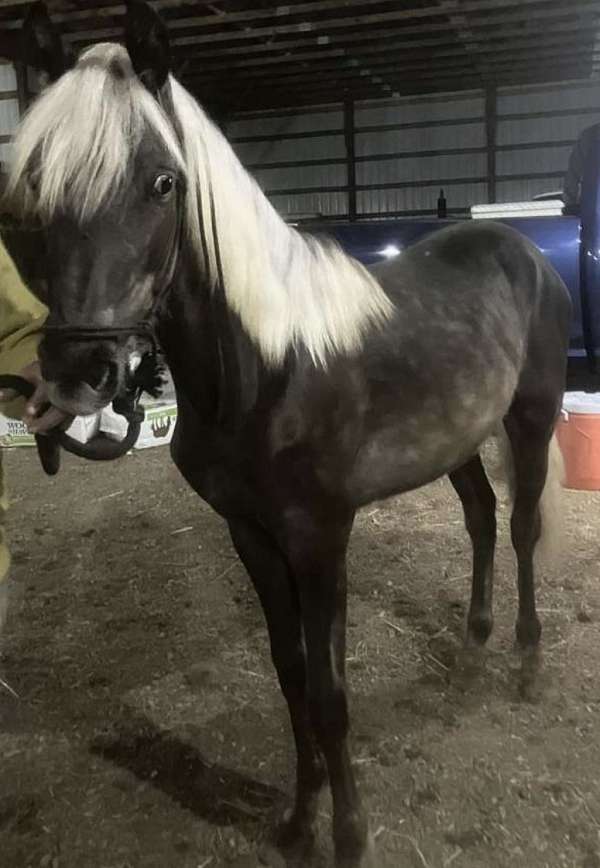 chocolate-rmha-yearling