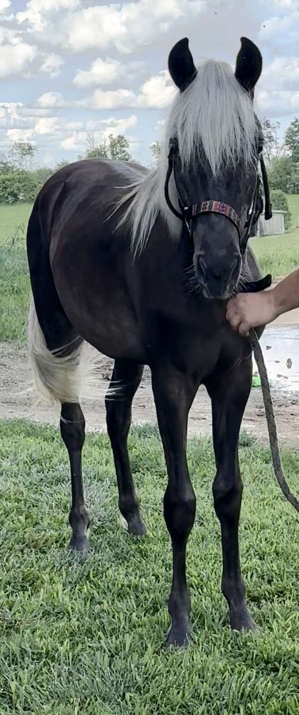rmha-yearling