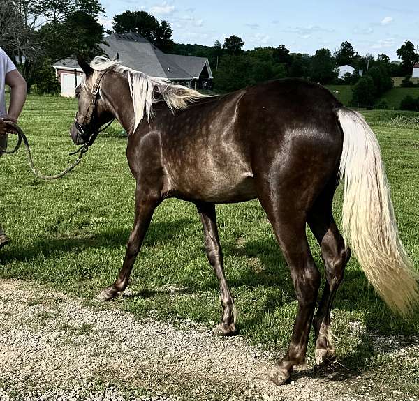 rocky-mountain-colt