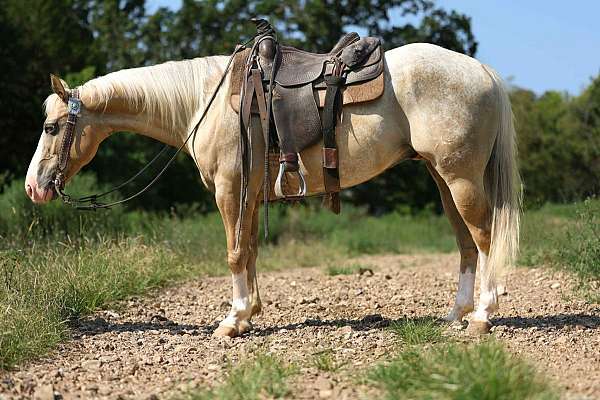 grulla-blaze-horse