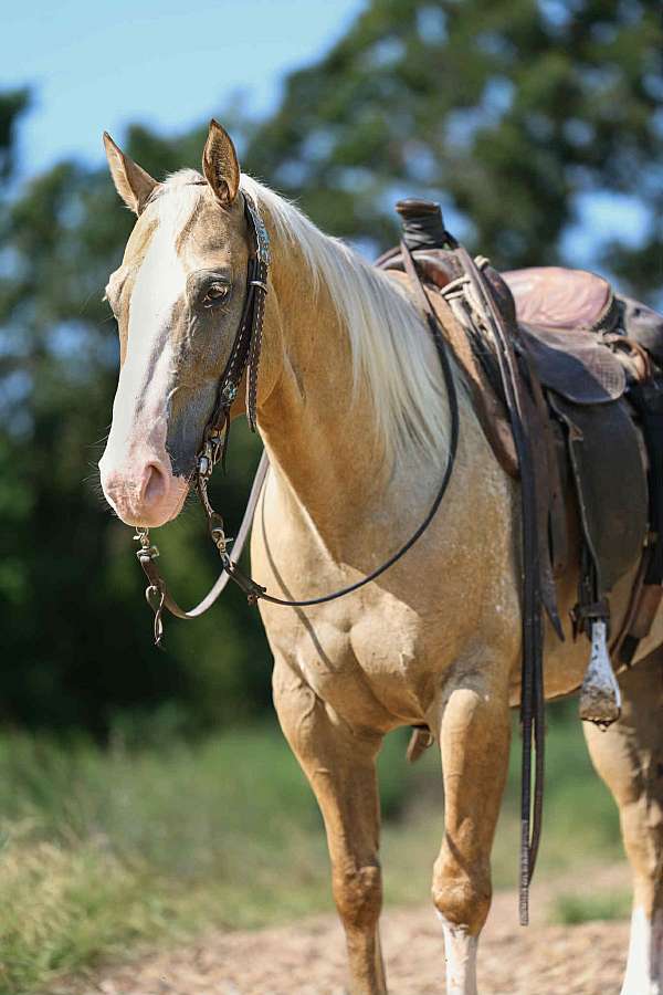 ranch-work-quarter-horse