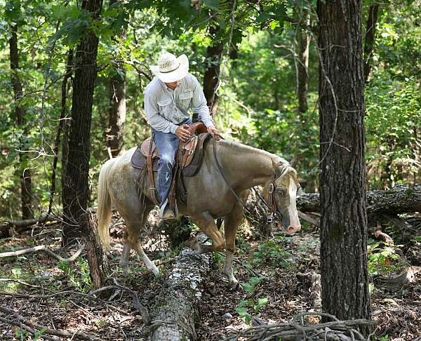 beginner-safe-quarter-horse
