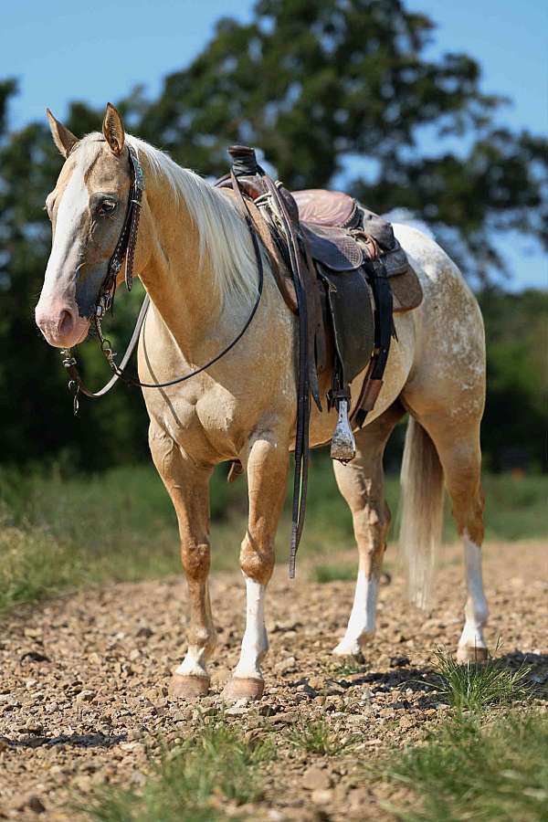 family-horse-quarter