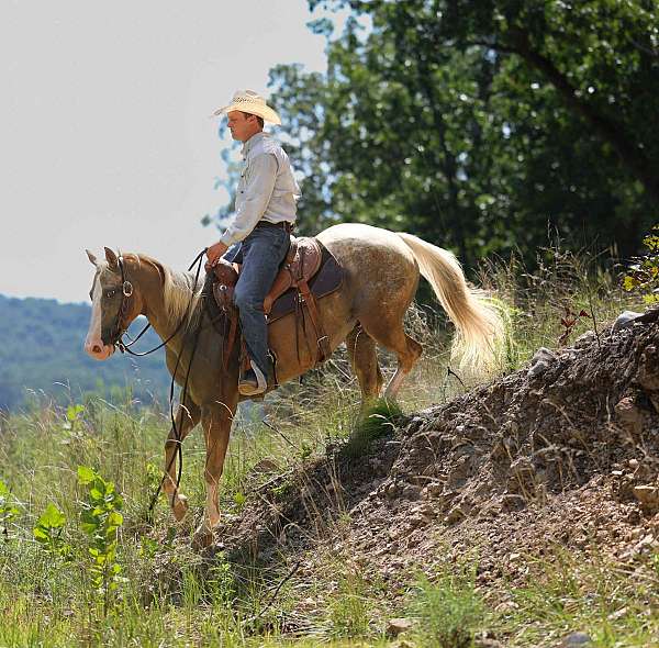quarter-horse