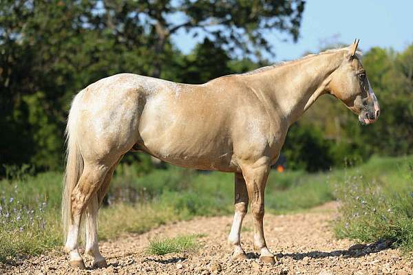all-around-quarter-horse