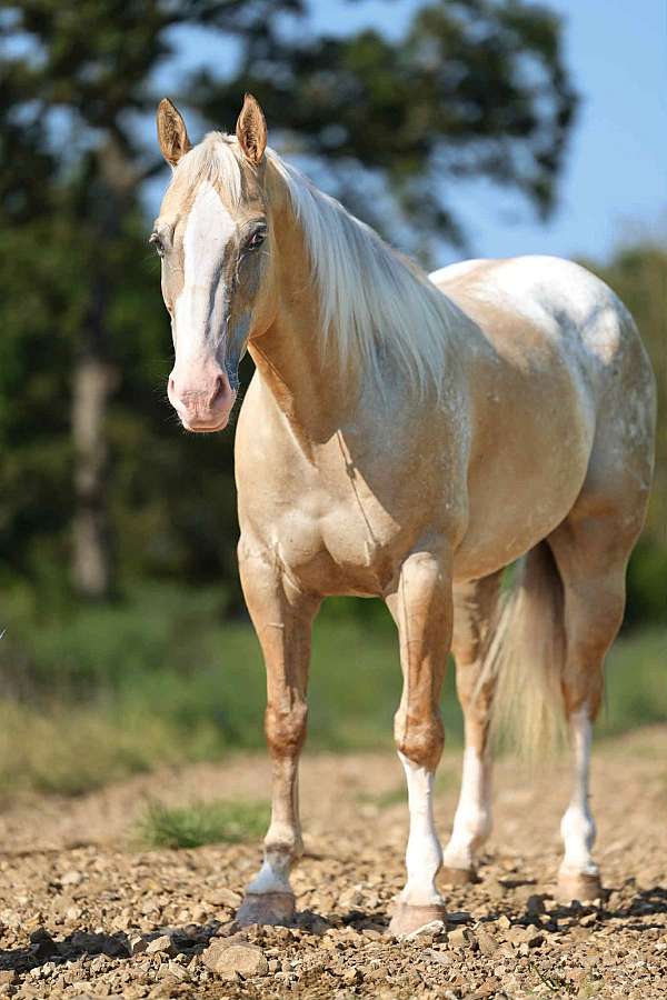 athletic-quarter-horse