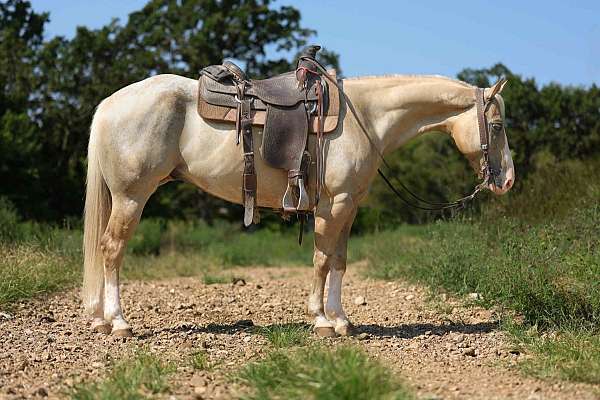 beginner-quarter-horse