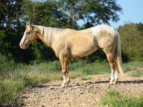 trail-quarter-horse