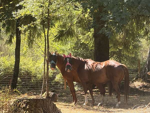 white-chin-3-legs-blaze-horse