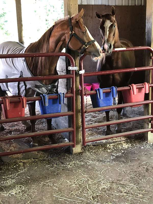 chestnut-white-chin-3-legs-blaze-horse