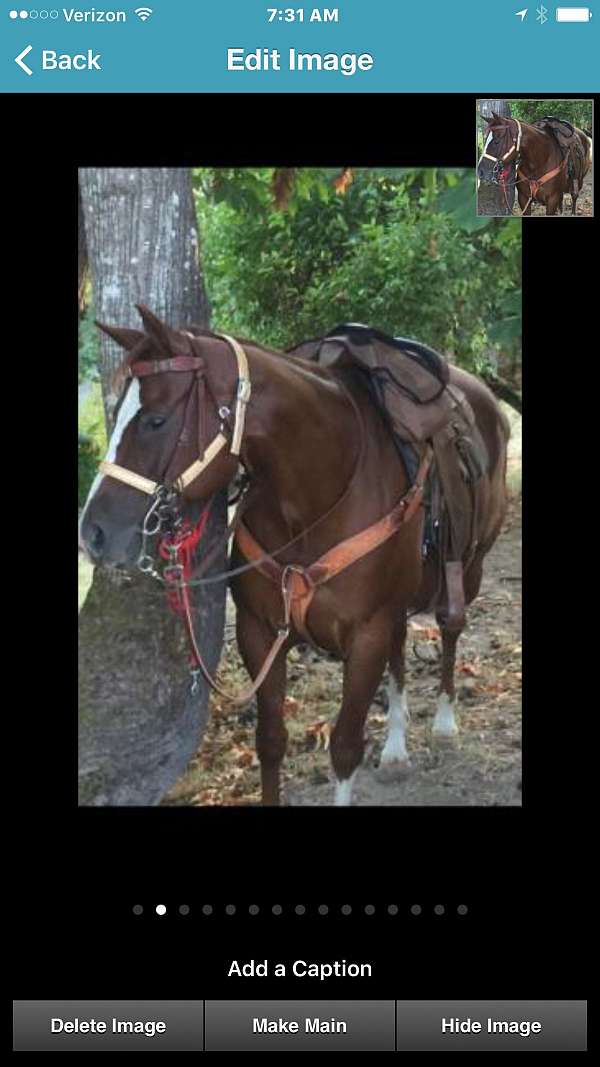 pal-paint-horse