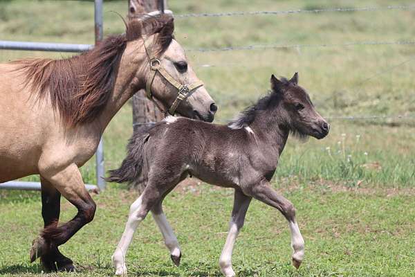 kid-safe-youth-miniature-horse