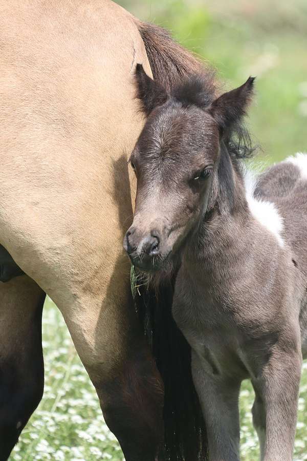 black-kid-safe-youth-horse