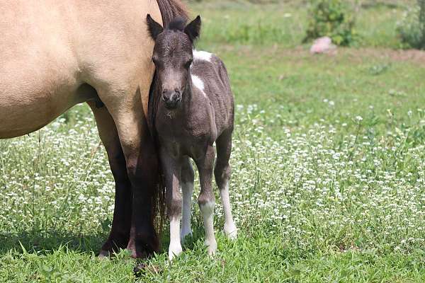 kid-safe-youth-filly